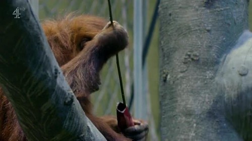 The Secret Life of the Zoo S08E02 HDTV x264 LiNKLE