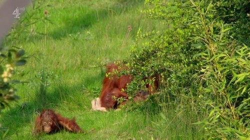 The Secret Life of the Zoo S08E02 HDTV x264 LiNKLE