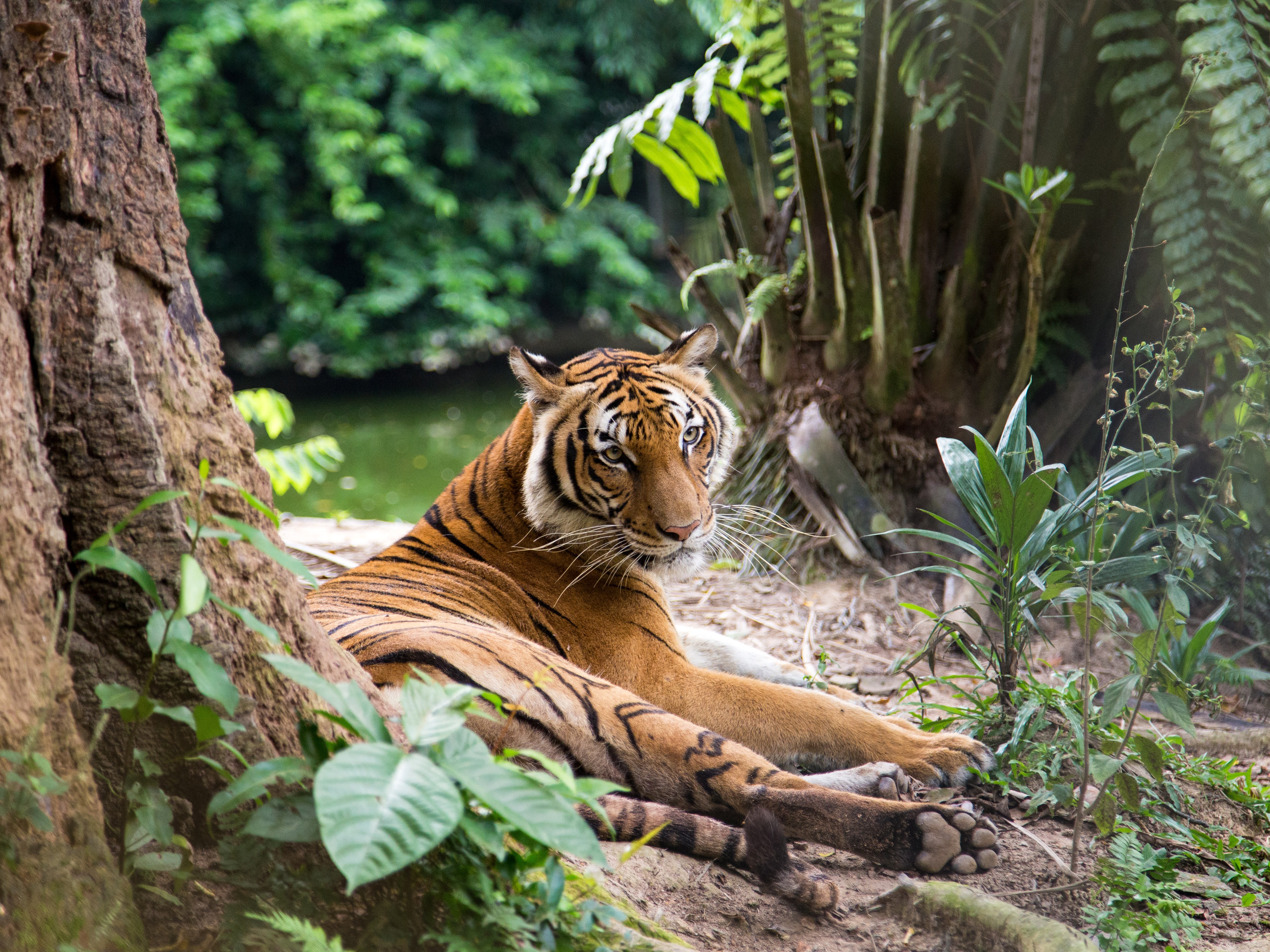 Malayan-tiger-GettyImages-636472954.jpg