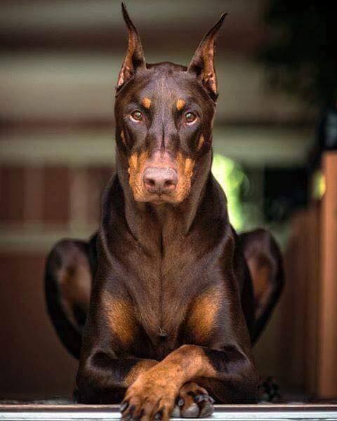 cachorro Dobermann.jpg