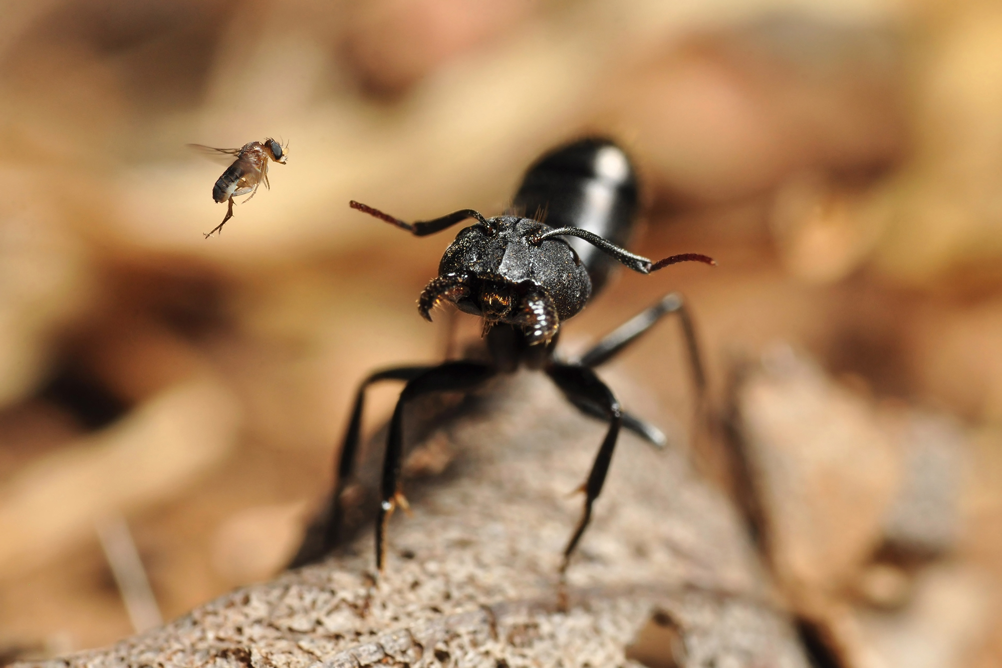 ant-photography-6.jpg