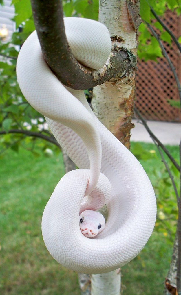 Cobra albina.jpg