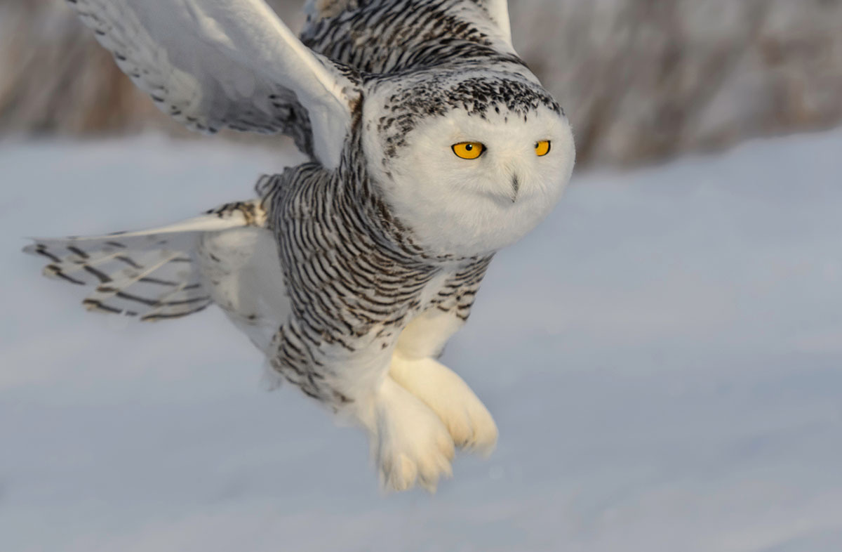 snowy owl1.jpg