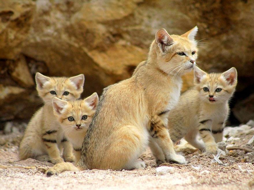Gatos-do-deserto.jpg