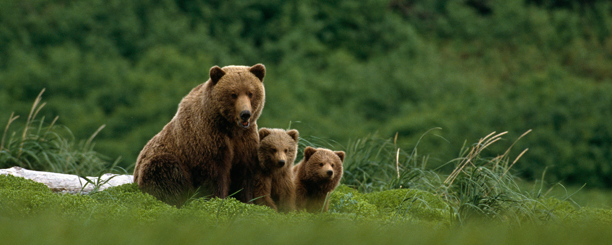 grizzly-bear-312625.jpg