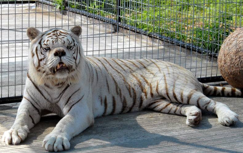 Kenny - tigre branco com sindrome de down.jpg