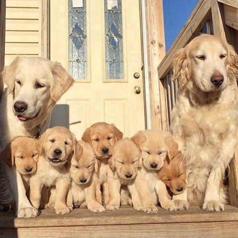Labradores familia.jpg