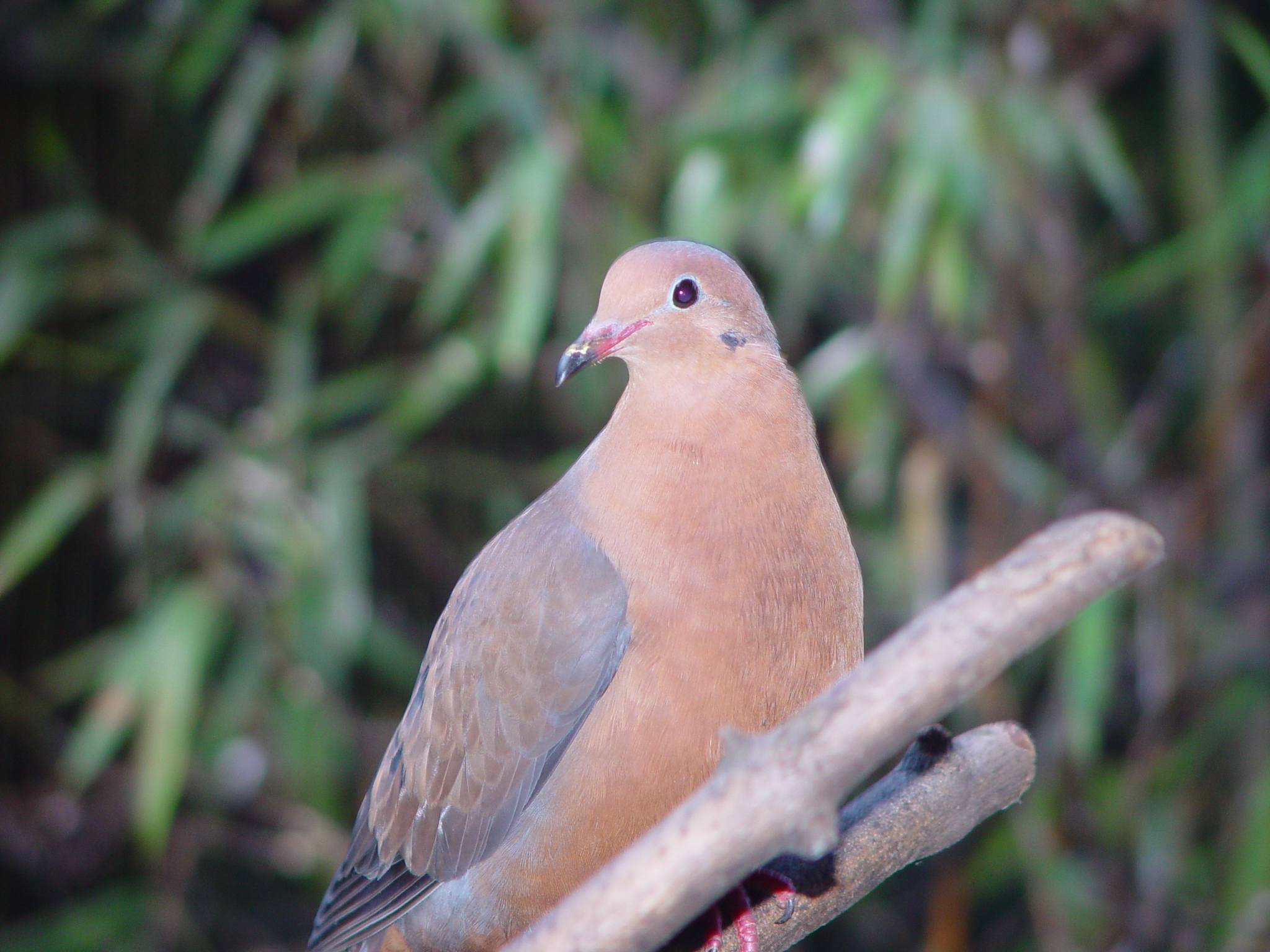 An-adult-socorro-dove-at-Bristol-Zoo-Gardens.JPG