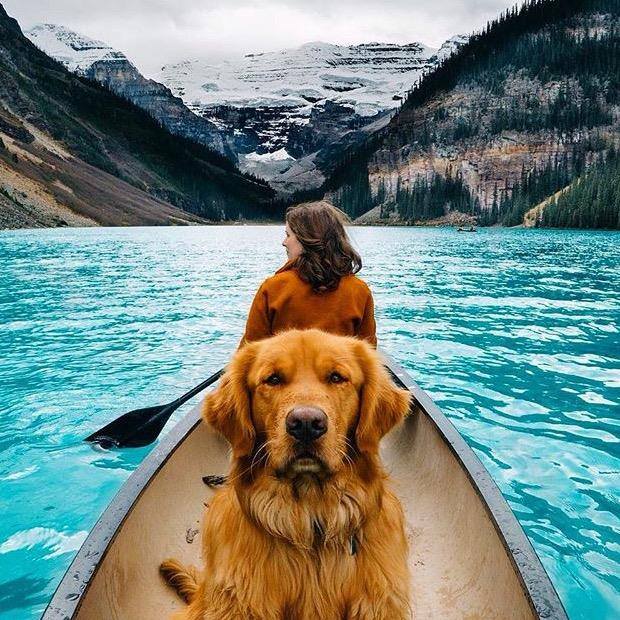 Cachorro Canoagem no lago Louise, no Canadá.jpg
